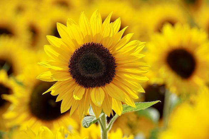 Champ de tournesols